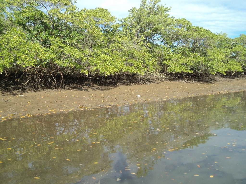 Manguezais de Guarapari — Vozes dos Manguezais