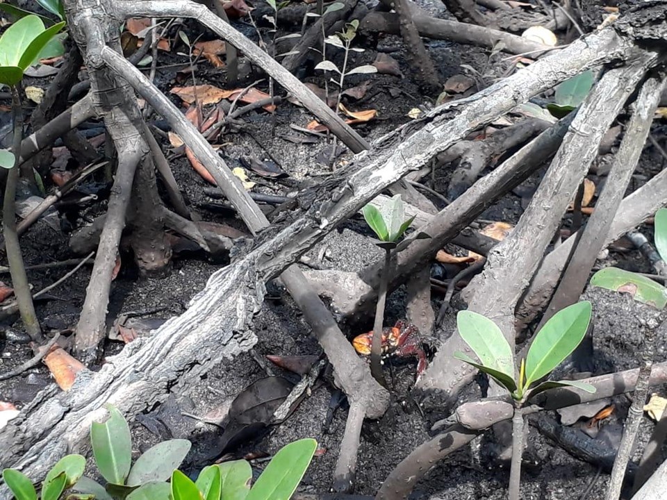 Manguezal de Guarapari — ecossistema costeiro do Espírito Santo